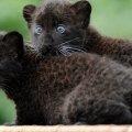 Black panther cubs
