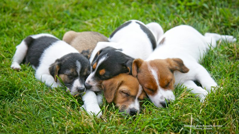 beagle_pups_resting.jpg