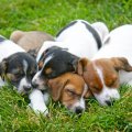 Beagle Pups Resting