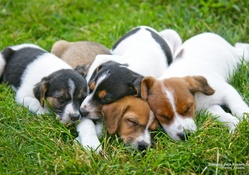 Beagle Pups Resting
