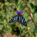 BLUE TIGER BUTTERFLY