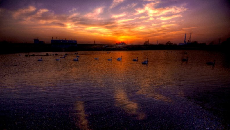 swans_on_a_river_at_dusk_hdr.jpg