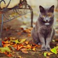autumn_kitty.jpg