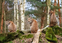 Three Bobcats