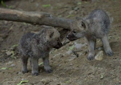 Two wolfcubs