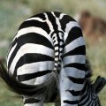 shy zebra