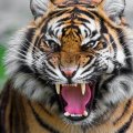 growled tiger