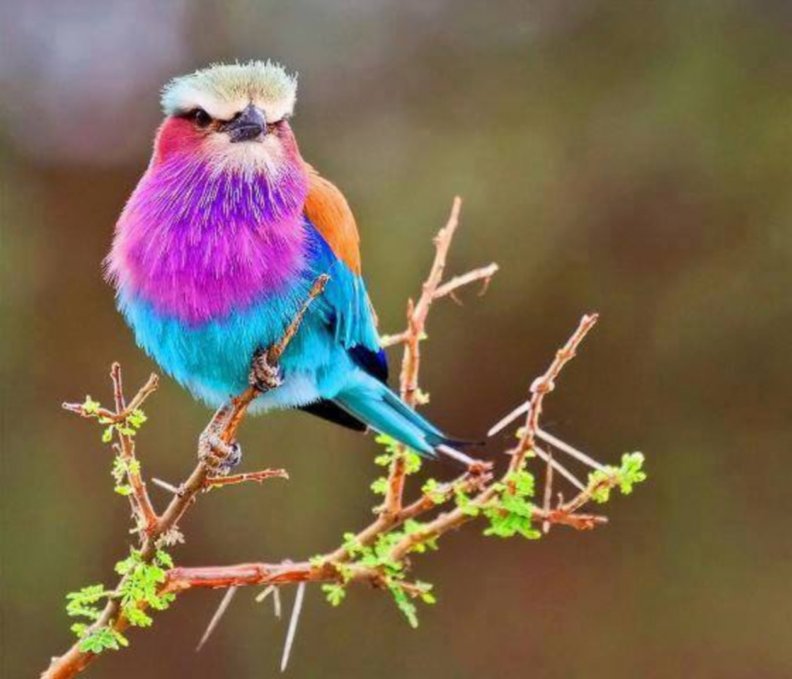 the_lilac_throated_roller.jpg