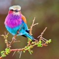 The lilac throated roller