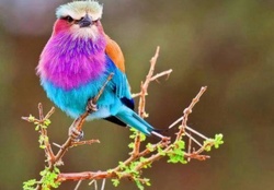 The lilac throated roller