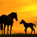 MOTHER AND FOAL AT SUNSET