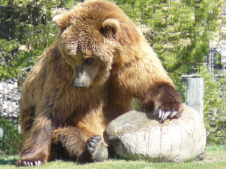 Grizzly Bear relaxing