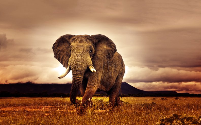 african_elephant.jpg