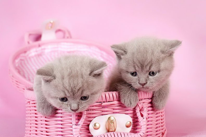british_shorthair_kittens.jpg