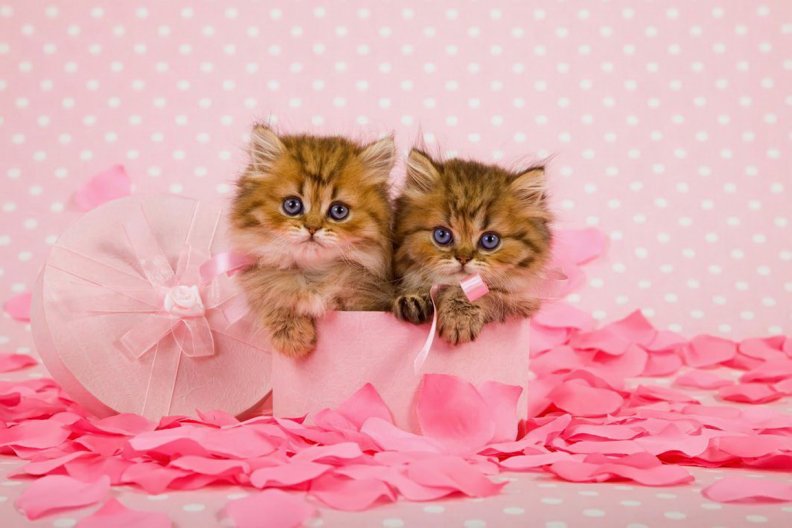 persian_kittens.jpg