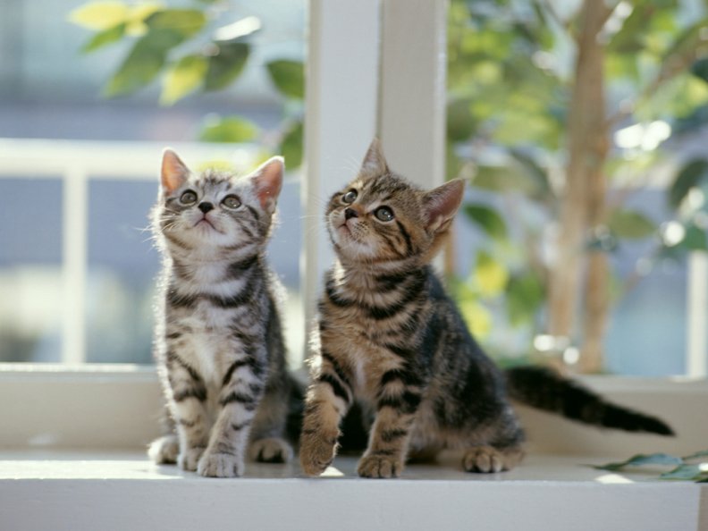 kittens_on_a_window.jpg