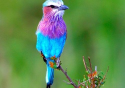 Lilac throated roller