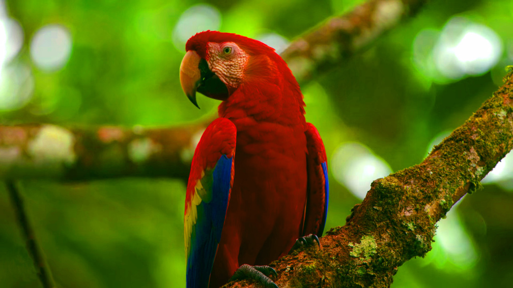 Wonderful Parrot