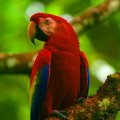 Wonderful Parrot