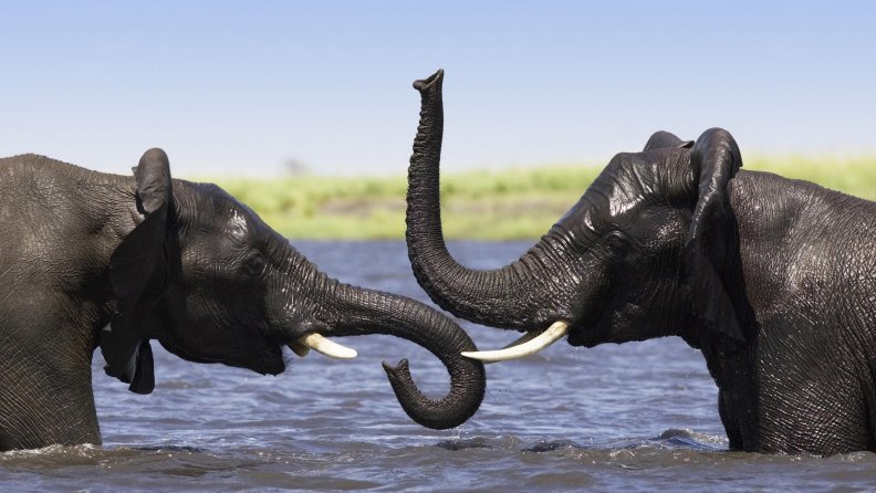 elephants_taking_a_bath.jpg