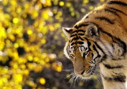 Nice Big Tiger