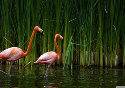 beautiful flamingo