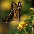 Butterfly _ Flowers