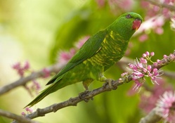 Parakeet on branch of flowering tree
