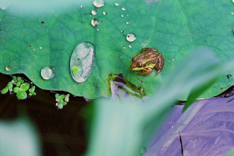 tiny_frog_on_big_leaf.jpg
