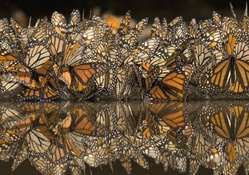 Butterfly Reflection
