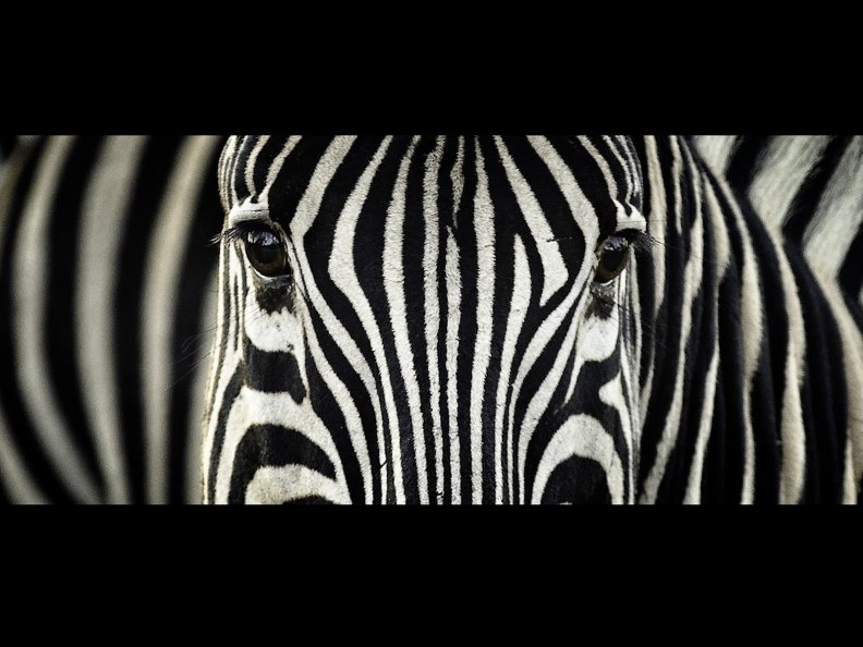 zebra_looking_at_the_camera.jpg