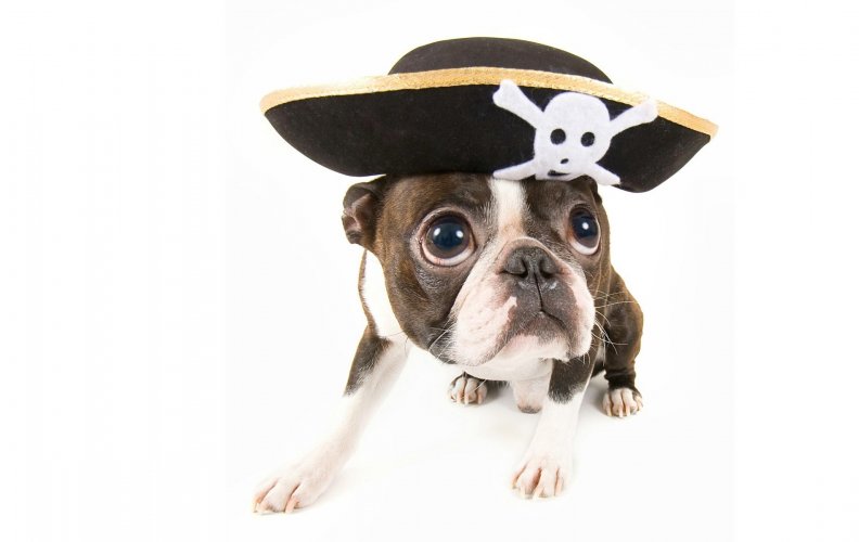 Cute pirate