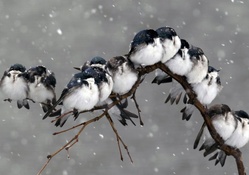 Cute Little Birds in Winter
