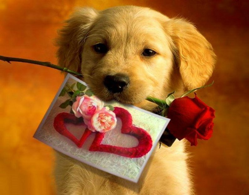 cute_romantic_dog.jpg