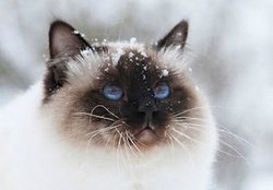 Cold Cat