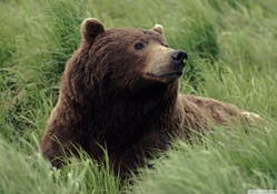 grizzly bear near mcneil river alaska
