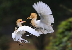 Dancing birds