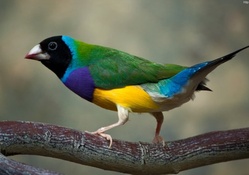 Colorful Australian Finch