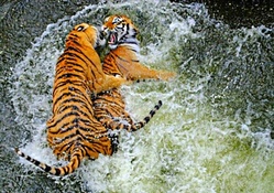 Tigers,swimming