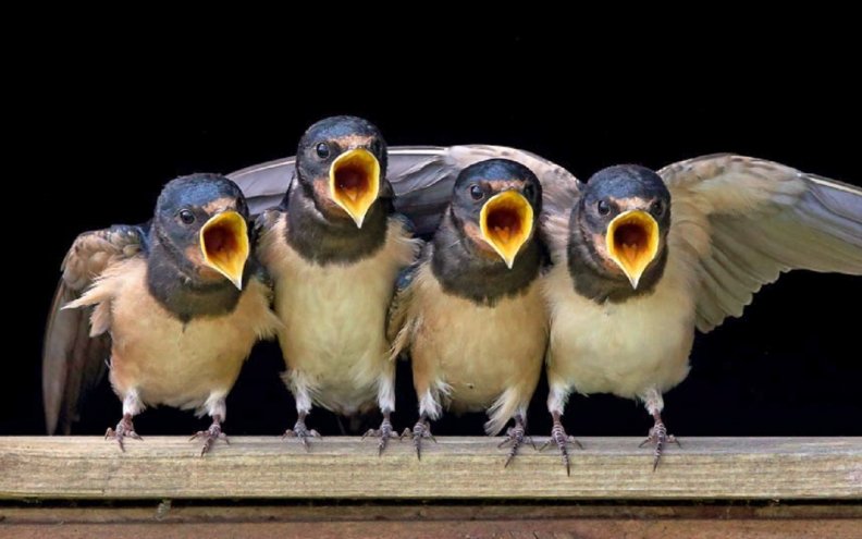 Swallow choir