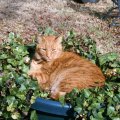 Cat in the Ivy
