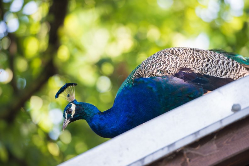 colorful_peacock.jpg