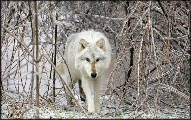 arctic_wolf.jpg