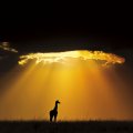 Masai Giraffe Under Setting Sun