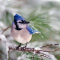 Blue_Jay in Winter
