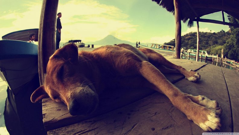 dog_sleeping_on_a_pontoon.jpg