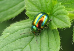 colorful insect