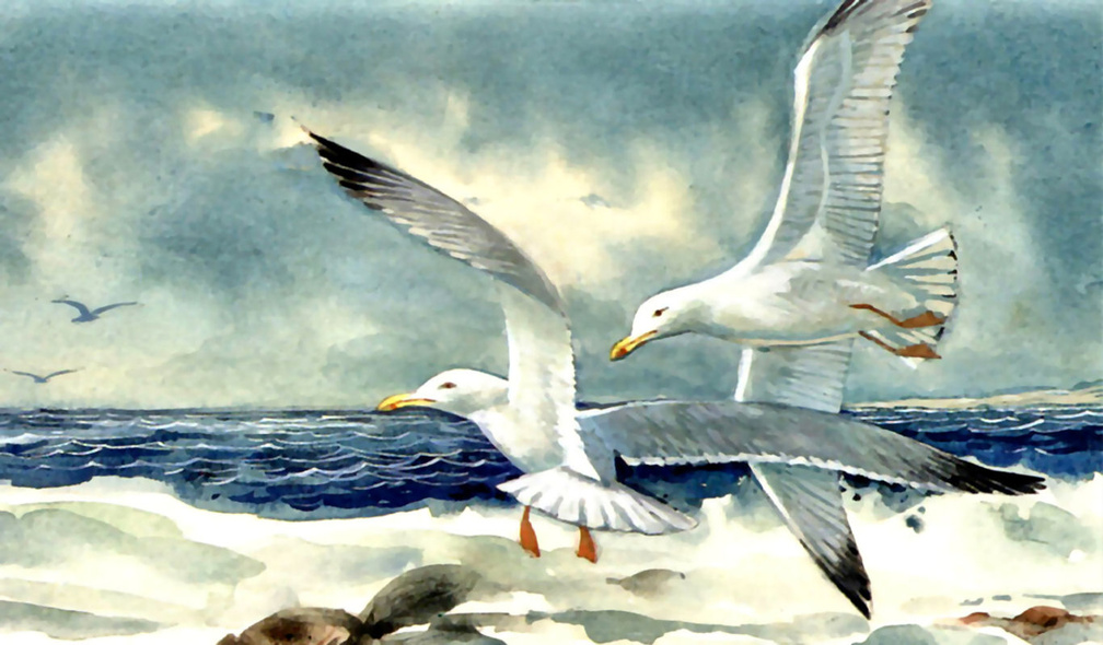Gulls at Seashore f