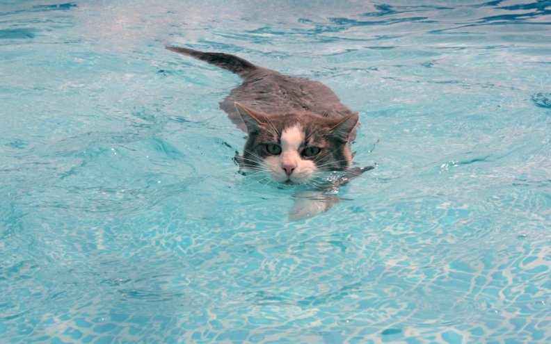 swimming_in_the_pool.jpg