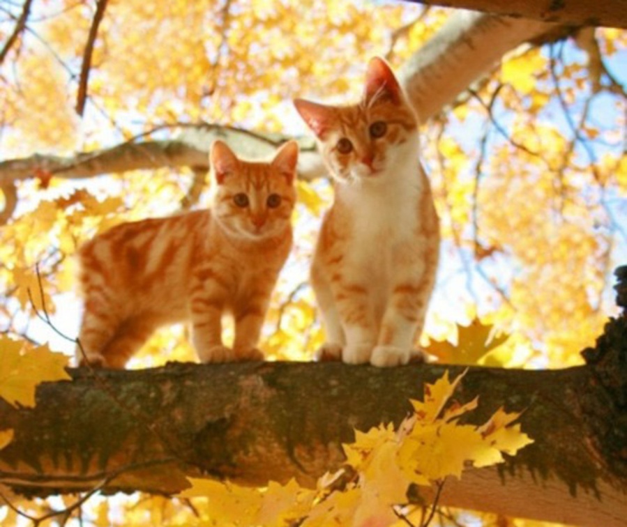 Two Kittens on the Tree